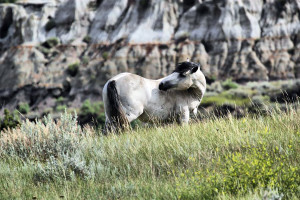 Quite an honor: Theodore Roosevelt National Park named one of the top destinations for 2016