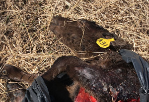 Young calf found in plastic bag