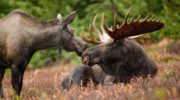 USFWS: Moose may warrant future protection